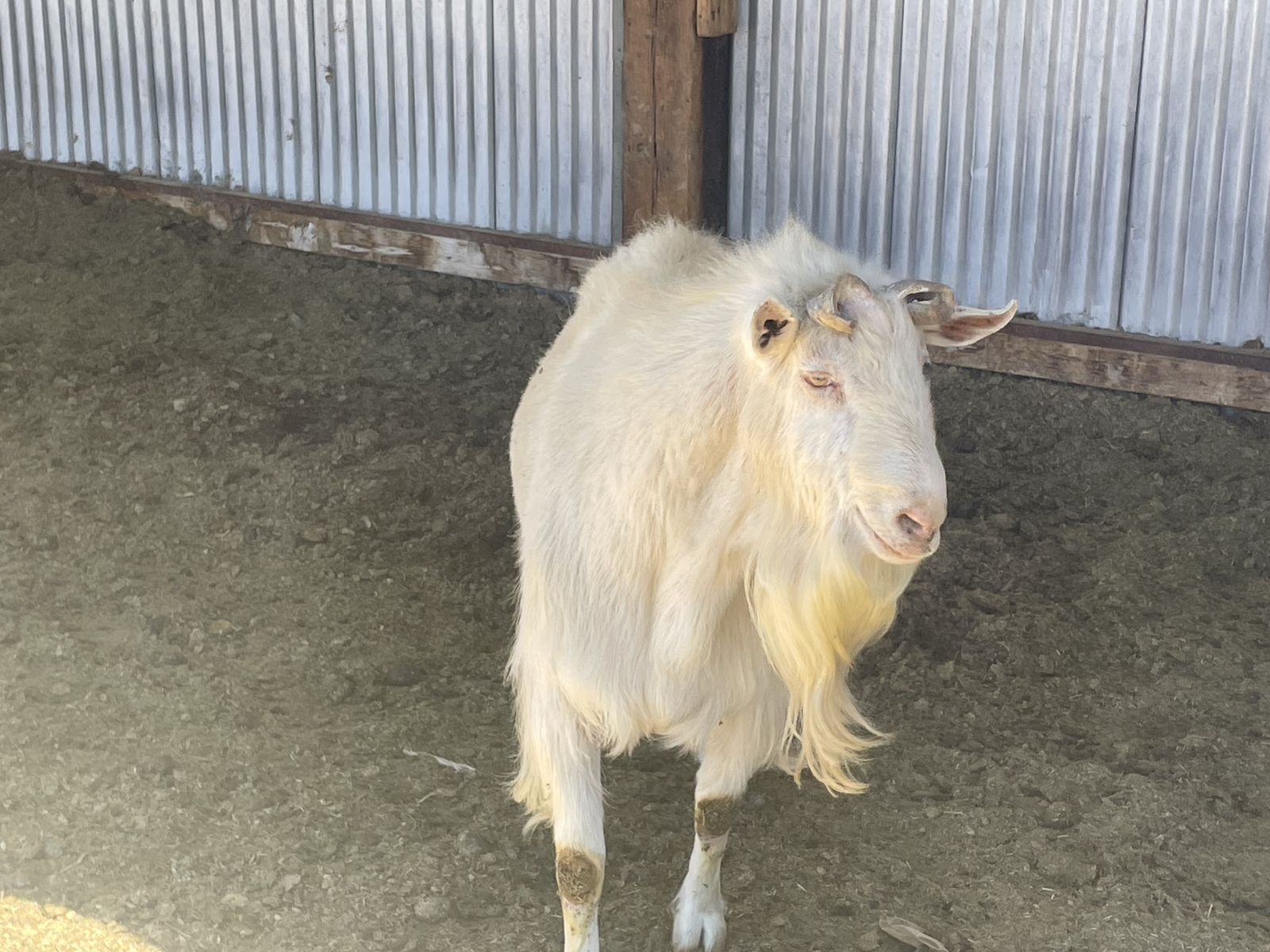 Billy Goat