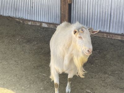 Billy Goat