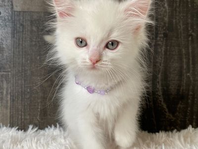 1 TICA Cherubim Ragdoll kitten left!