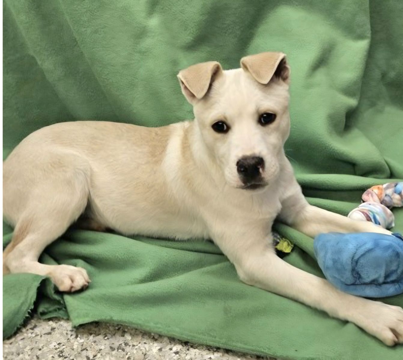 Raphael,  yellow Labrador cattle dog mix breed