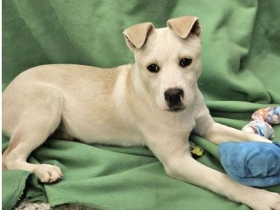 Raphael, yellow Labrador cattle dog mix breed