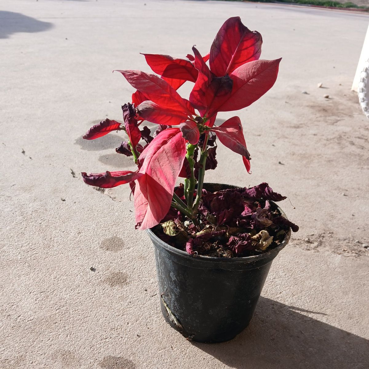 Free Poinsettia Plant