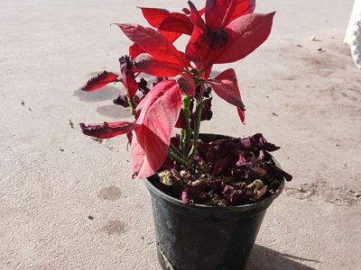 Free Poinsettia Plant