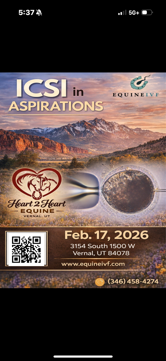 Aspirations Horse IVF