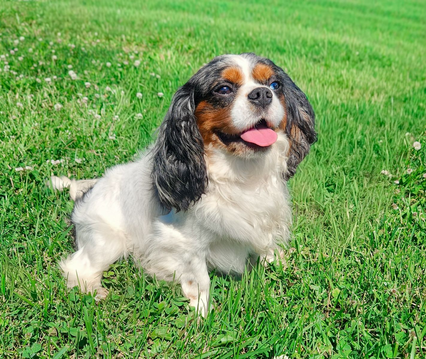 Blue eyed Merle Cavalier boy!