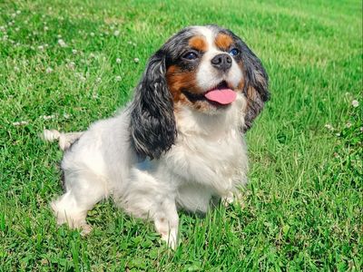 Blue eyed Merle Cavalier boy!