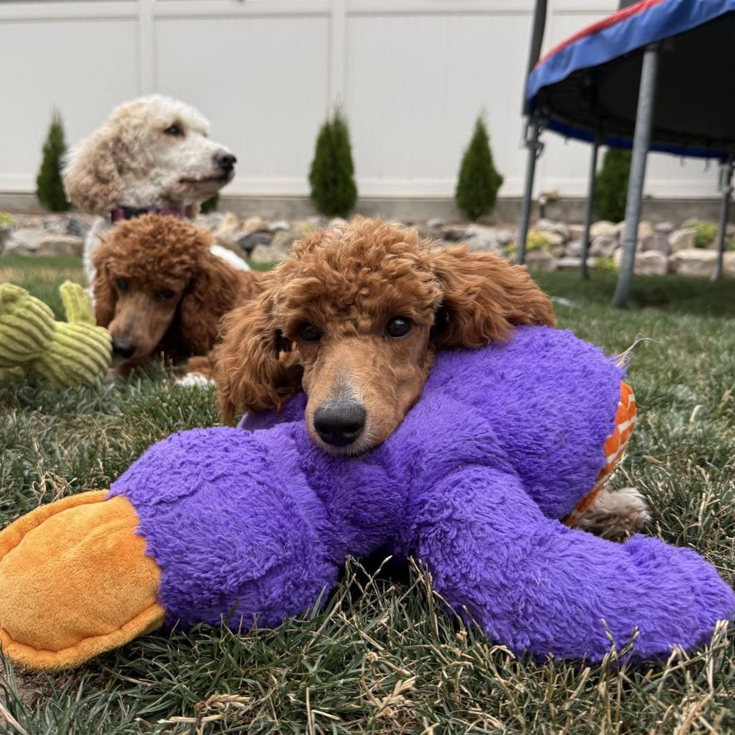 Moyen (medium) Poodle Puppy - Red and White