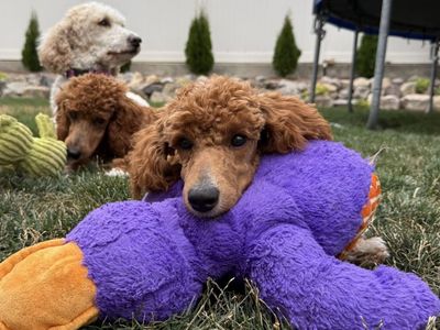 Moyen (medium) Poodle Puppy - Red and White