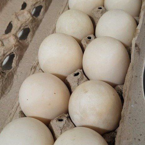 duck eggs, $10 per dozen