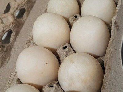 duck eggs, $10 per dozen