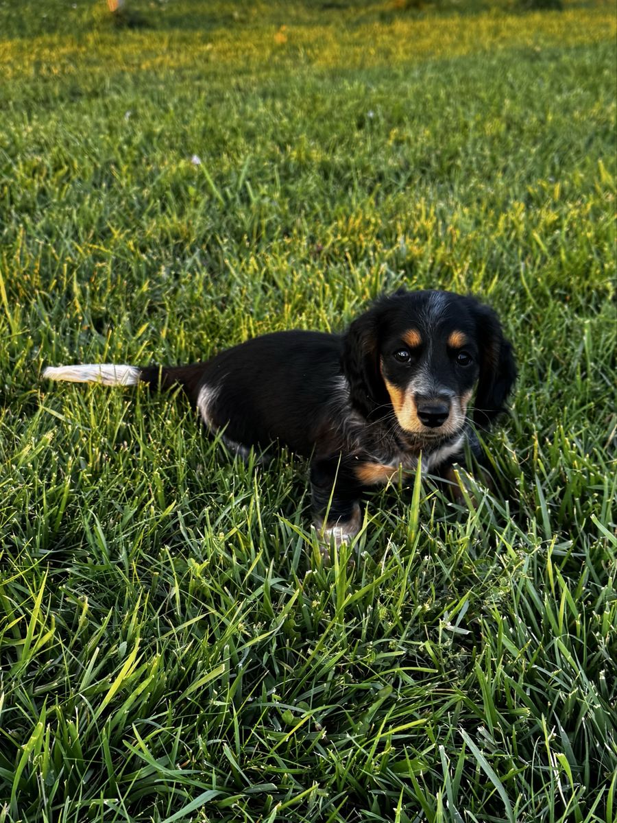 Miniature Longhair Dachshund Puppy - Black & Tan Dapple 