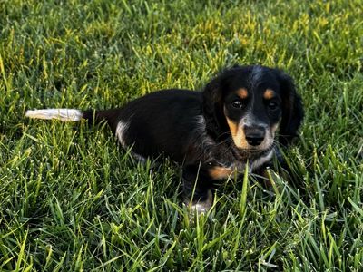 Miniature Longhair Dachshund Puppy - Black & Tan Dapple