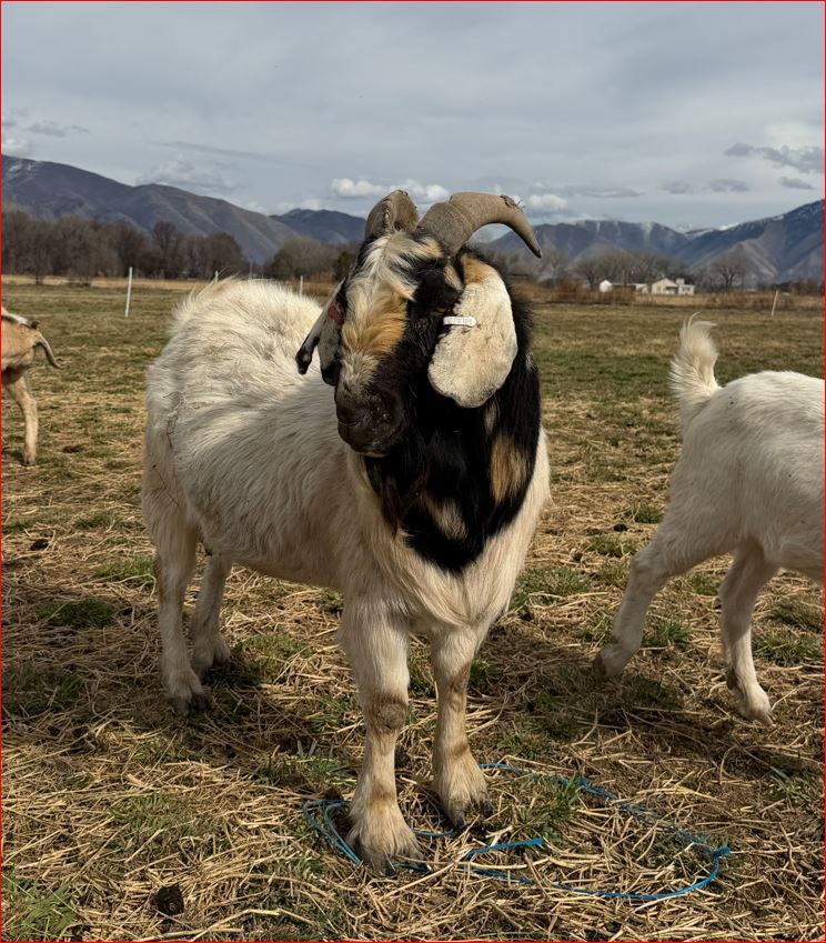 Full Blood Boer Buck Dapple Head For Stud / For Sale