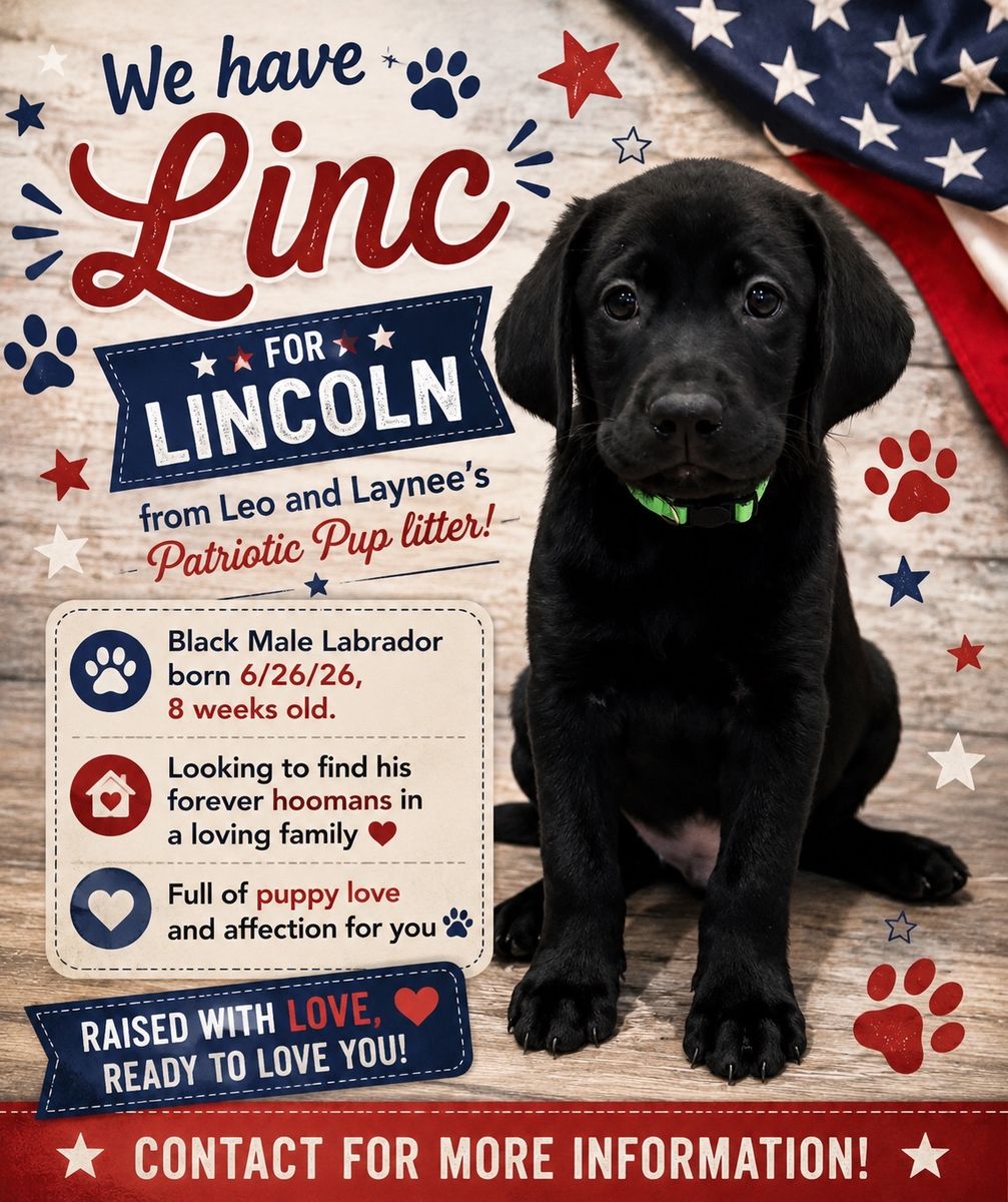 2 Black Male Labrador Retriever Puppies - 1 chocolate Patriotic Litter (8 Weeks Old)