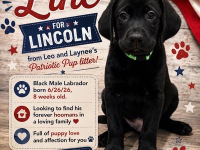 2 Black Male Labrador Retriever Puppies - 1 chocolate Patriotic Litter (8 Weeks Old)