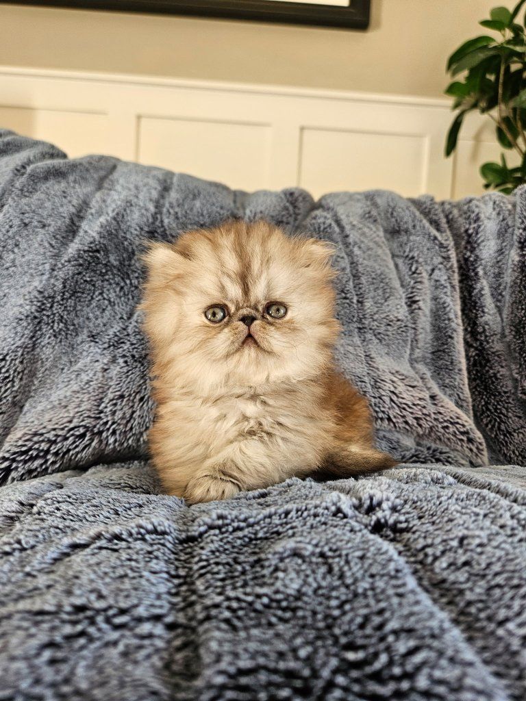 Persian Kittens for sale