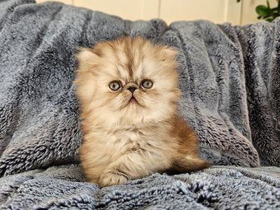 Persian Kittens for sale
