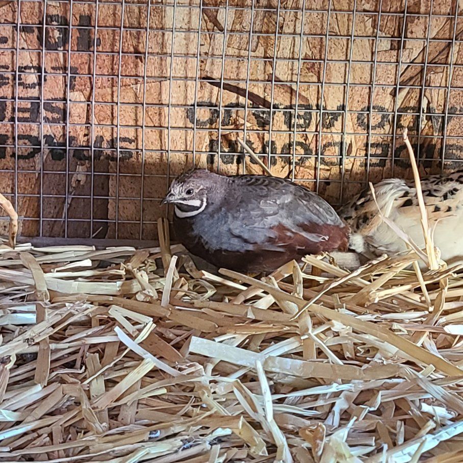 Free Button Quail Male