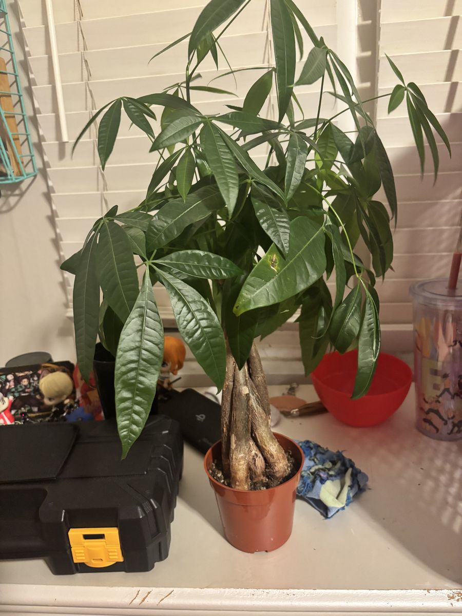 Money tree