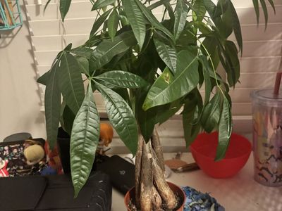 Money tree