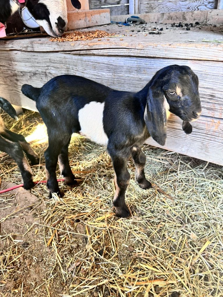 Full Nubian Buckling Bottle Baby