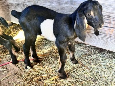 Full Nubian Buckling Bottle Baby