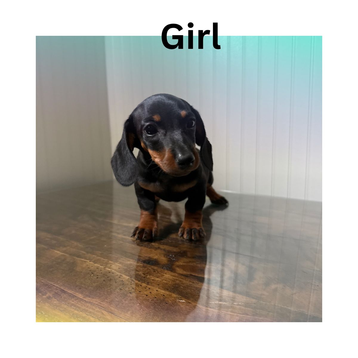 Purebred Miniature Dachshund ready 7/8