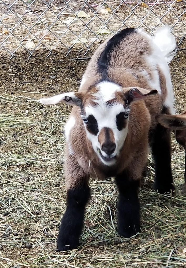 2  Wither Fainting Goats