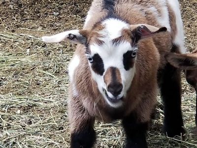 2 Wither Fainting Goats