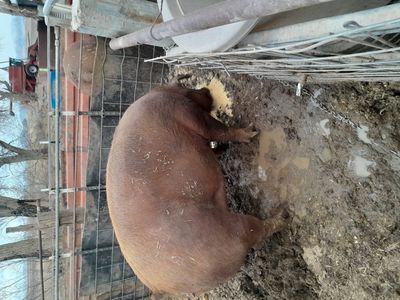 Duroc sow