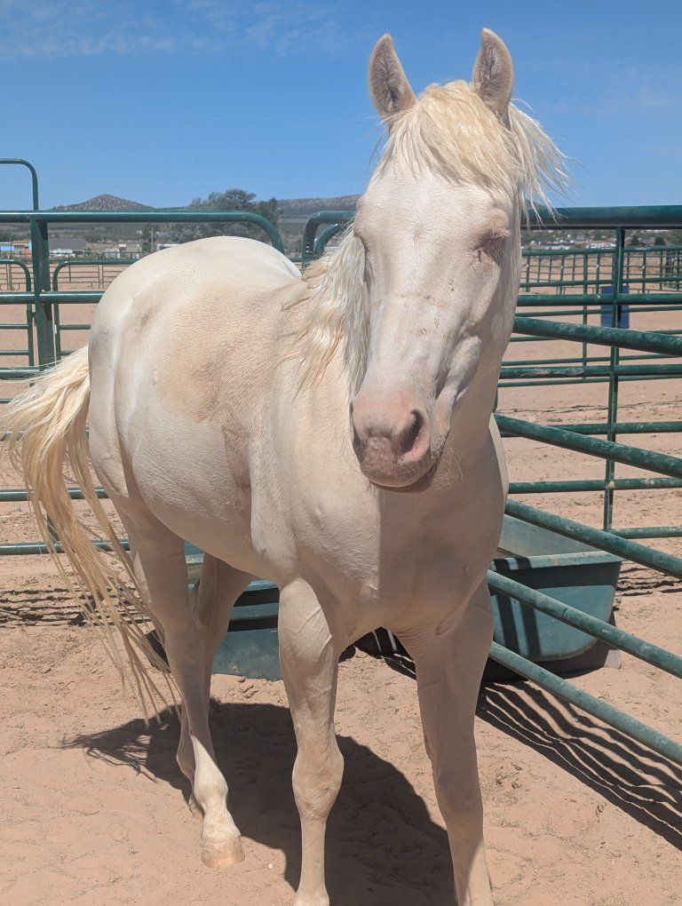 4-Year-Old AQHA Gelding