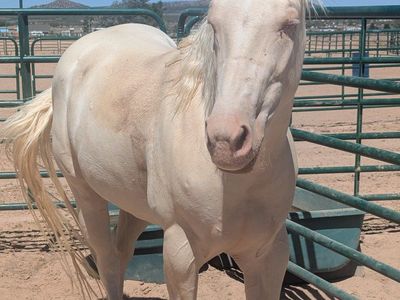 4-Year-Old AQHA Gelding
