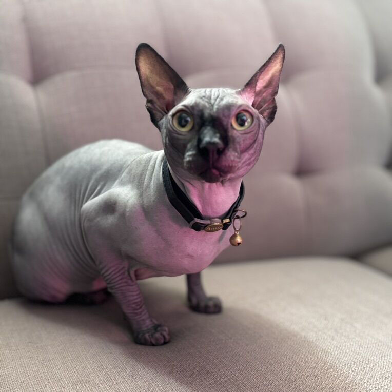 TICA Registered Sphynx Stud- Amir
