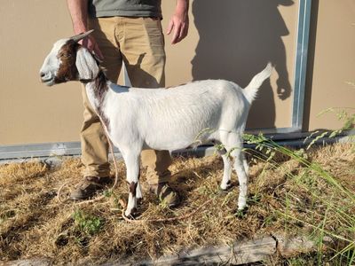 Boer Doeling