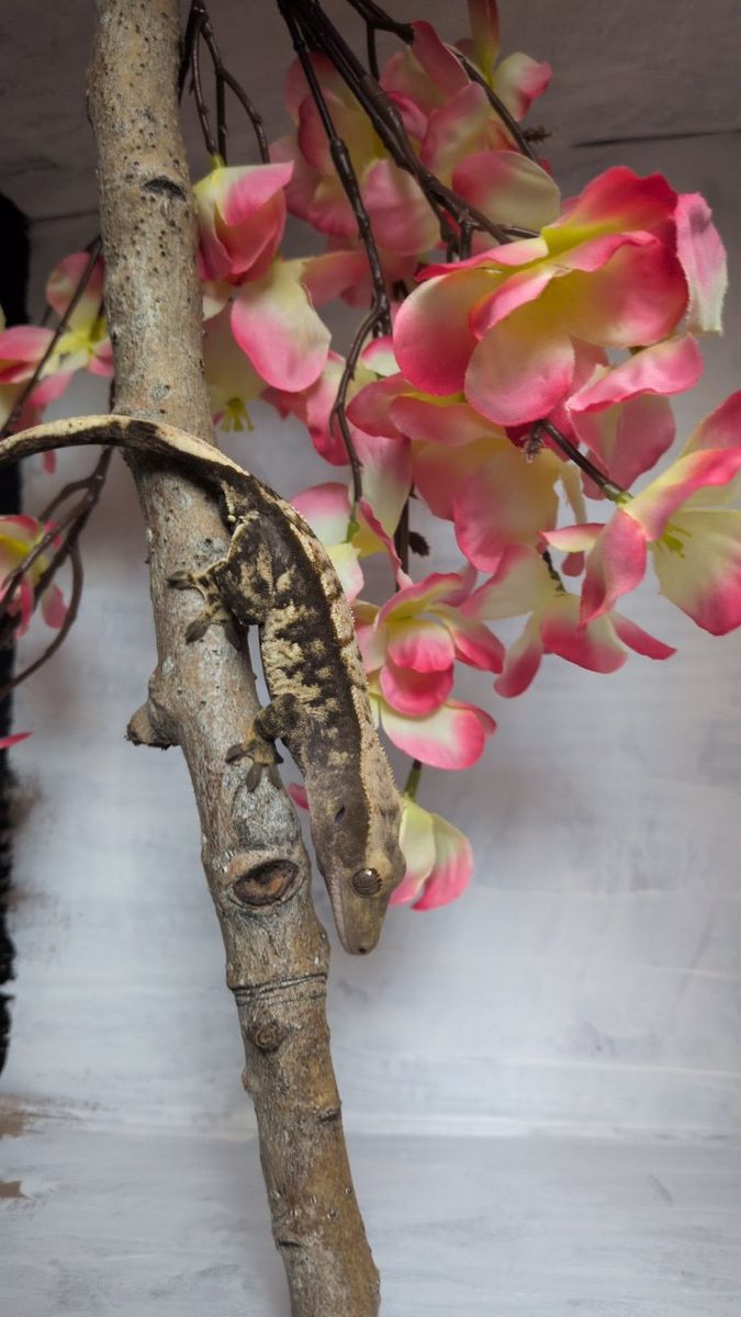 Female Crested gecko