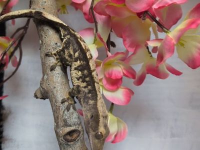 Female Crested gecko
