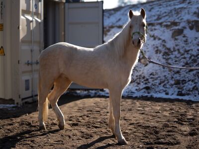 Palomino gelding