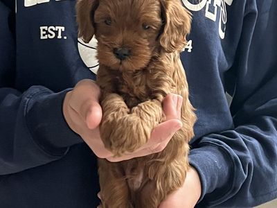 Micro-Mini Golden Doodle Puppies