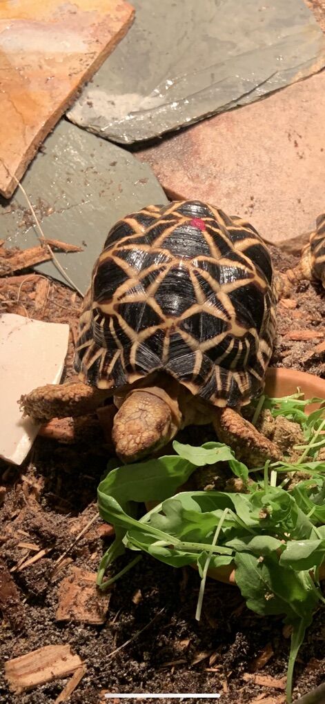Burmese Star Tortoise