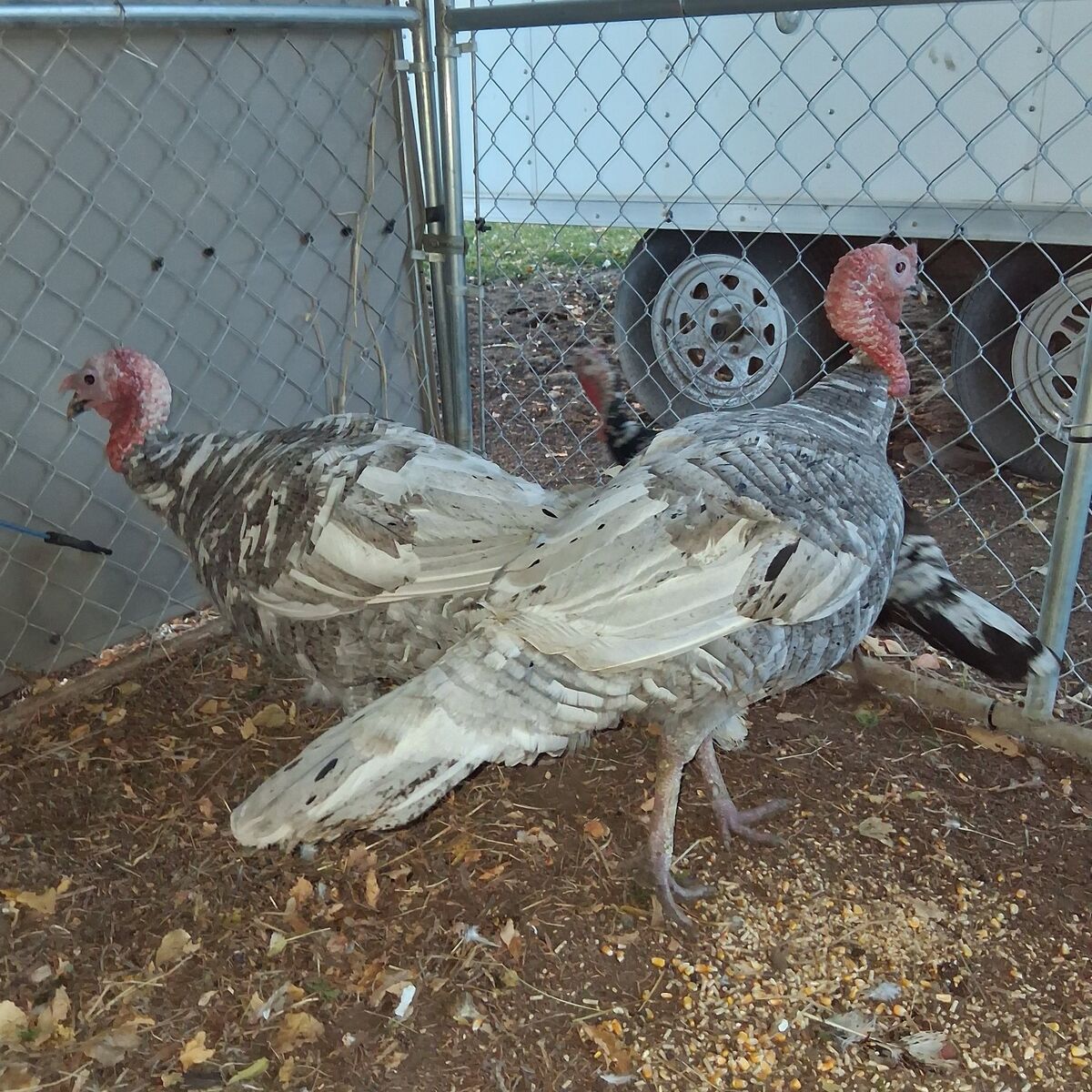 Turkeys 2 Tom's Available