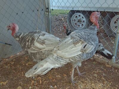 Turkeys 2 Tom's Available