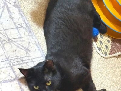 Hello my name is Curli