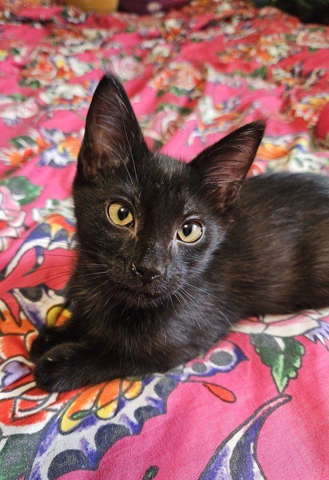 Black and Grey Kittens!