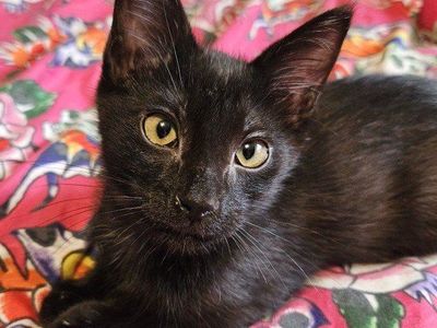 Black and Grey Kittens!