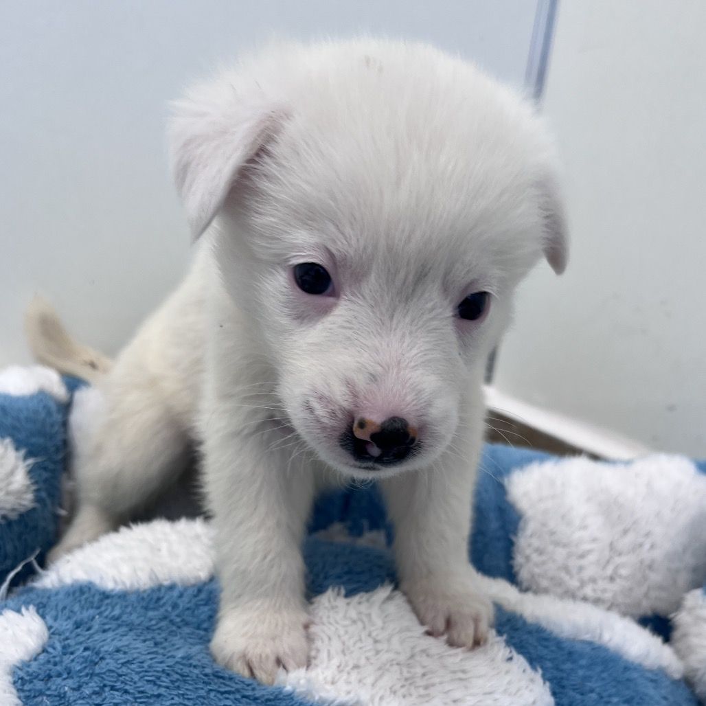Hello my name is Powder