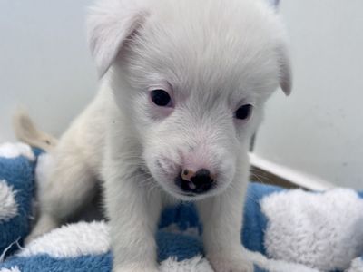 Hello my name is Powder