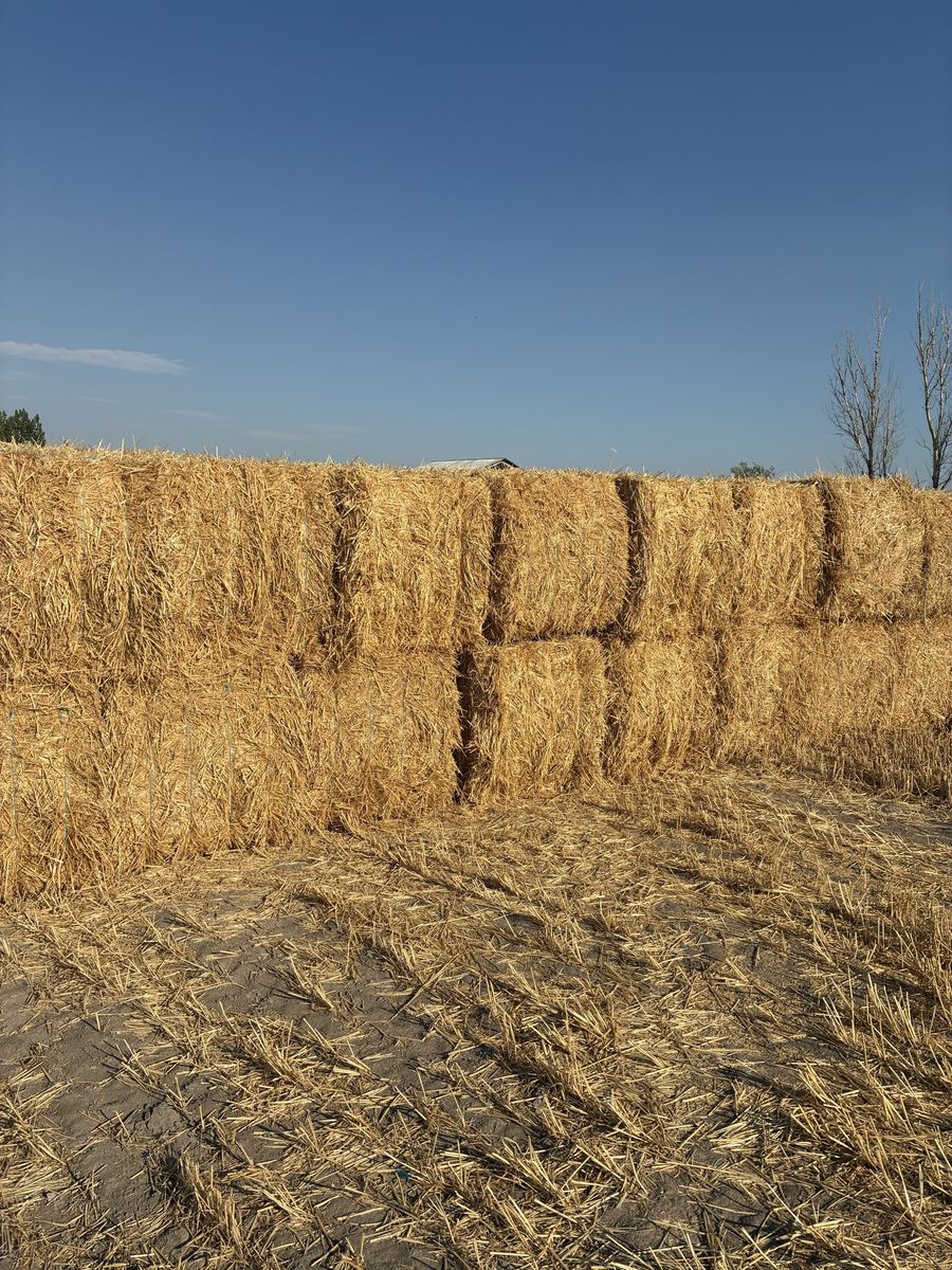 Wheat Straw 3x3x8 bales