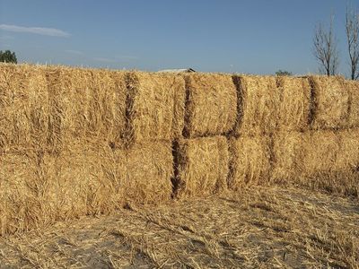 Wheat Straw 3x3x8 bales