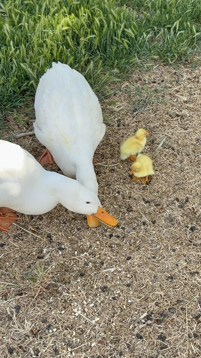 Ducklings FREE