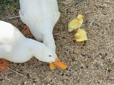 Ducklings FREE